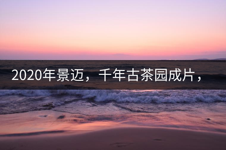 2020年景邁，千年古茶園成片，蘭花香堪稱一絕！