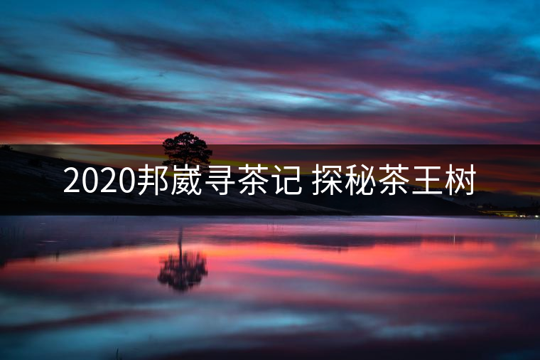 2020邦崴尋茶記 探秘茶王樹 2020邦崴尋茶記 探秘茶王樹