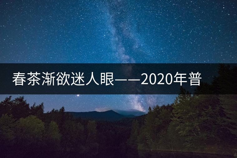 春茶漸欲迷人眼——2020年普洱春茶上市，可別買假了