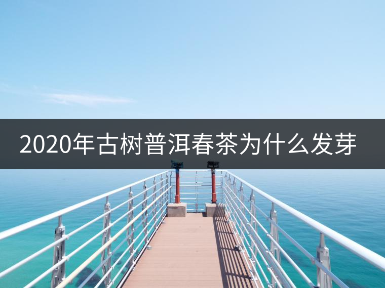 2020年古樹普洱春茶為什么發(fā)芽較晚？