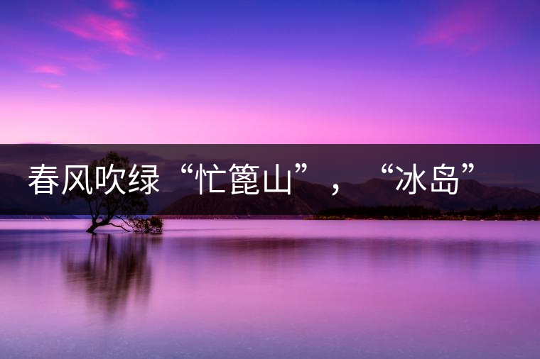 春風(fēng)吹綠“忙篦山”，“冰島”“老寨”春茶香