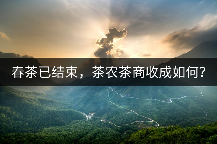 春茶已結(jié)束，茶農(nóng)茶商收成如何？