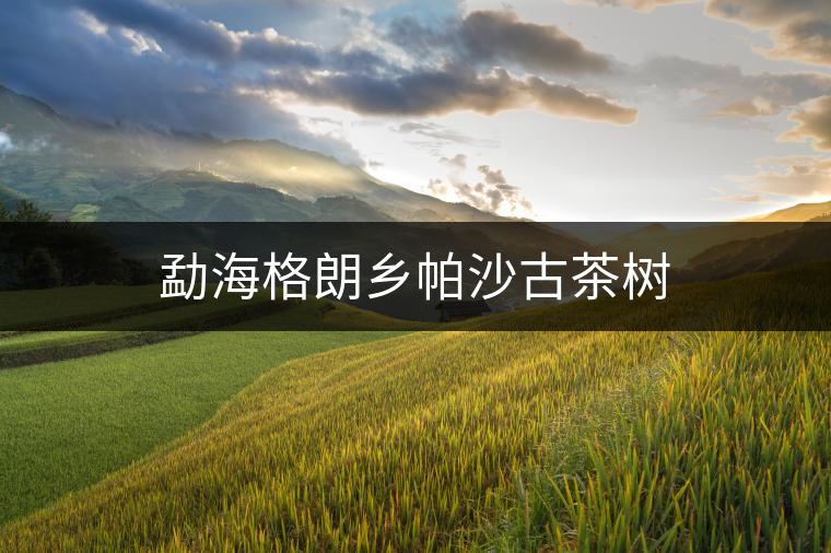 勐海格朗鄉(xiāng)帕沙古茶樹(shù) 勐海格朗鄉(xiāng)帕沙古茶樹(shù)