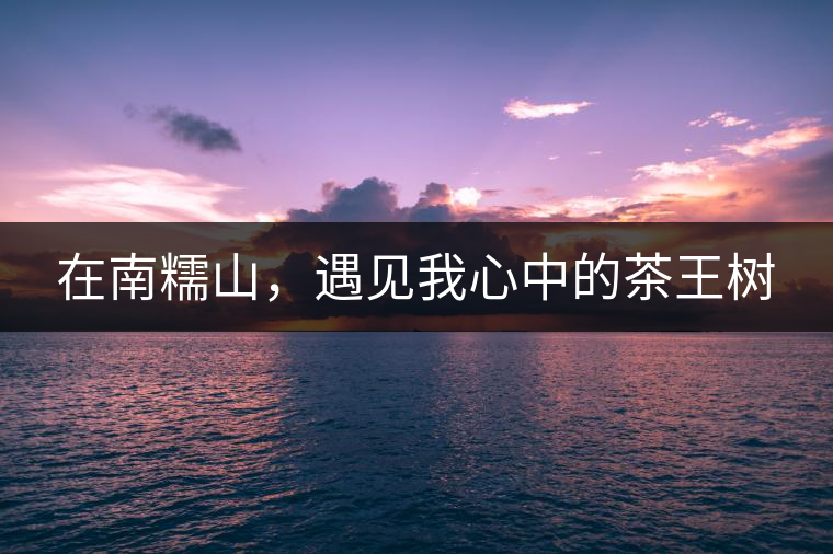 在南糯山，遇見我心中的茶王樹