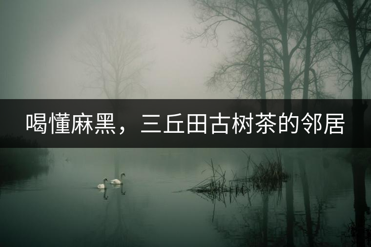 喝懂麻黑，三丘田古樹茶的鄰居