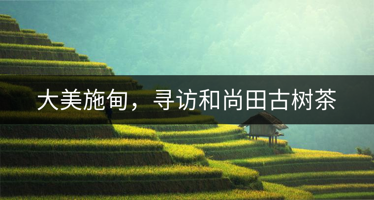 大美施甸，尋訪和尚田古樹茶