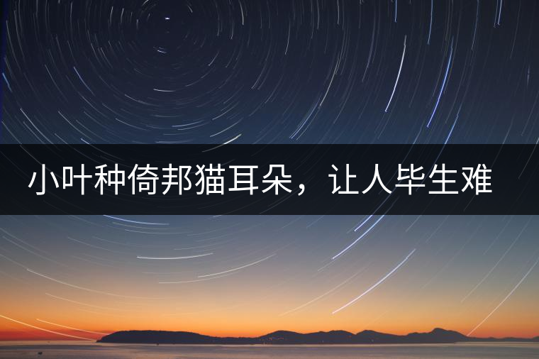 小葉種倚邦貓耳朵，讓人畢生難忘的茶香