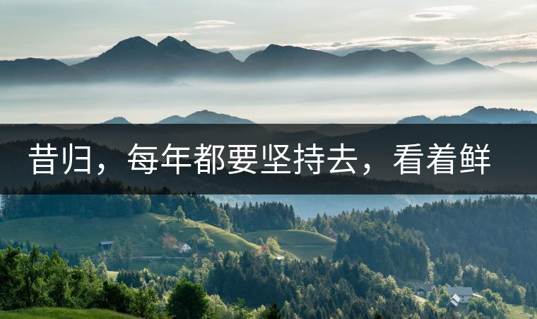 昔歸，每年都要堅(jiān)持去，看著鮮葉都是香甜的