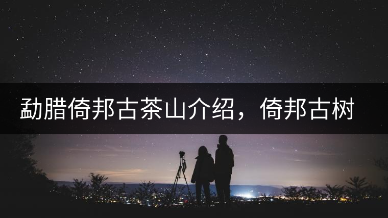 勐臘倚邦古茶山介紹，倚邦古樹(shù)茶口感特點(diǎn)