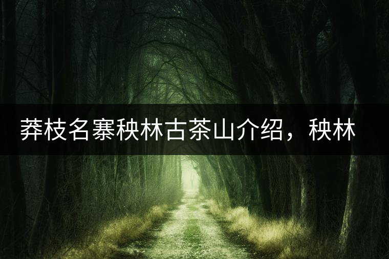 莽枝名寨秧林古茶山介紹，秧林古樹茶口感特點