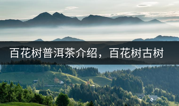 百花樹(shù)普洱茶介紹，百花樹(shù)古樹(shù)茶口感特點(diǎn)
