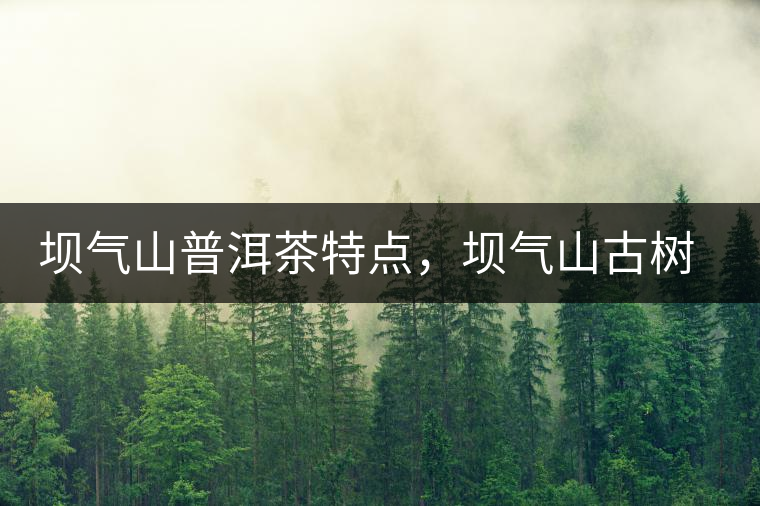 壩氣山普洱茶特點(diǎn)，壩氣山古樹茶介紹