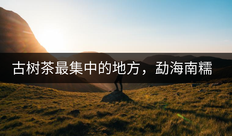 古樹茶最集中的地方，勐海南糯山古茶山介紹