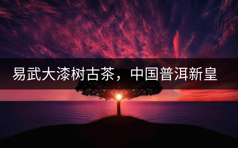 易武大漆樹古茶，中國普洱新皇后
