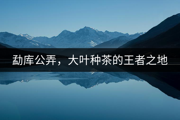 勐庫公弄，大葉種茶的王者之地