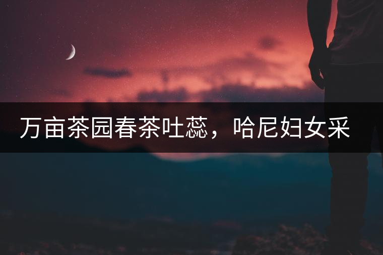 萬畝茶園春茶吐蕊，哈尼婦女采茶忙