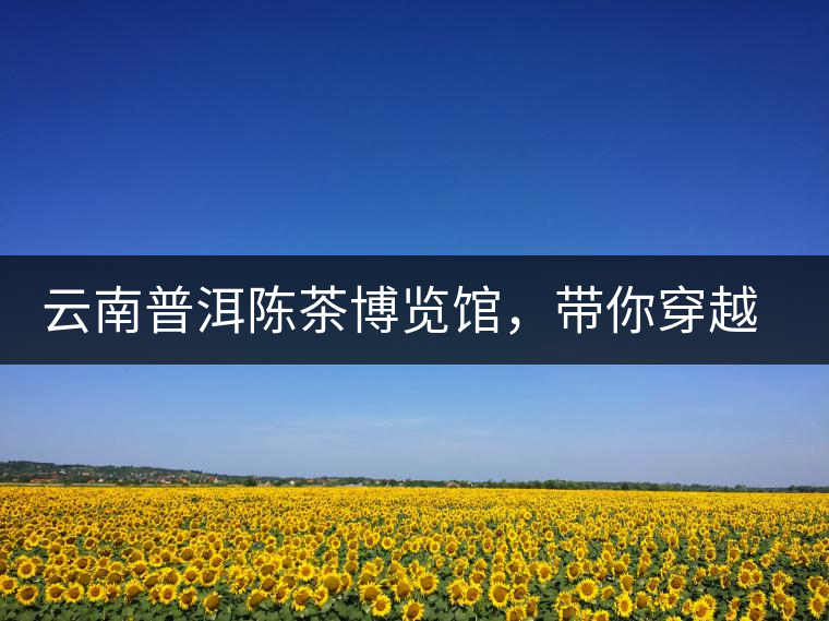 云南普洱陳茶博覽館，帶你穿越時(shí)光，品普洱老茶