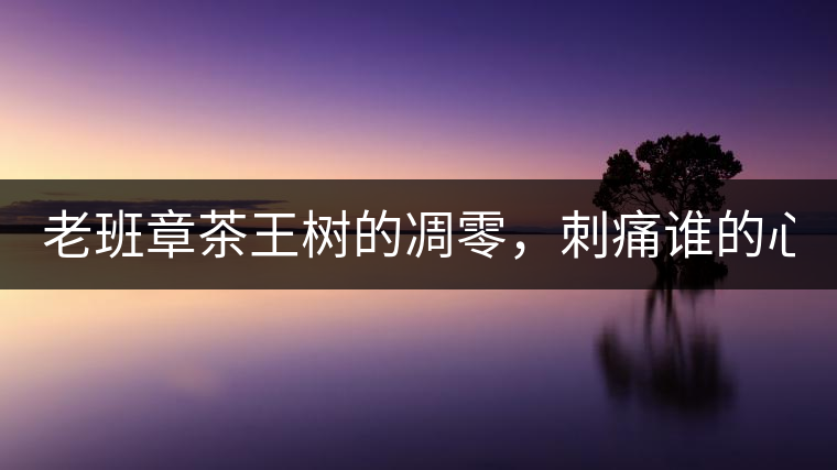 老班章茶王樹的凋零，刺痛誰的心？