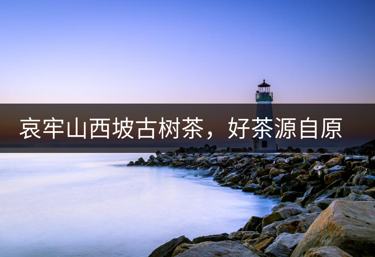 哀牢山西坡古樹茶，好茶源自原生態(tài)高山