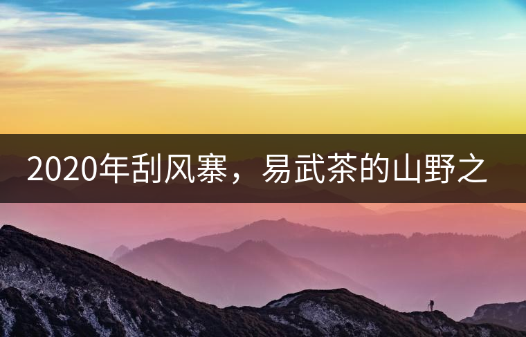 2020年刮風寨，易武茶的山野之王-易武中聘號