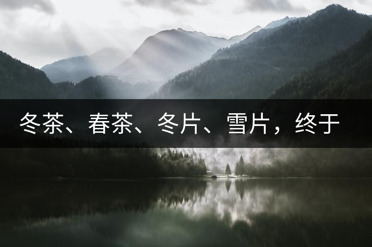 冬茶、春茶、冬片、雪片，終于分清楚了