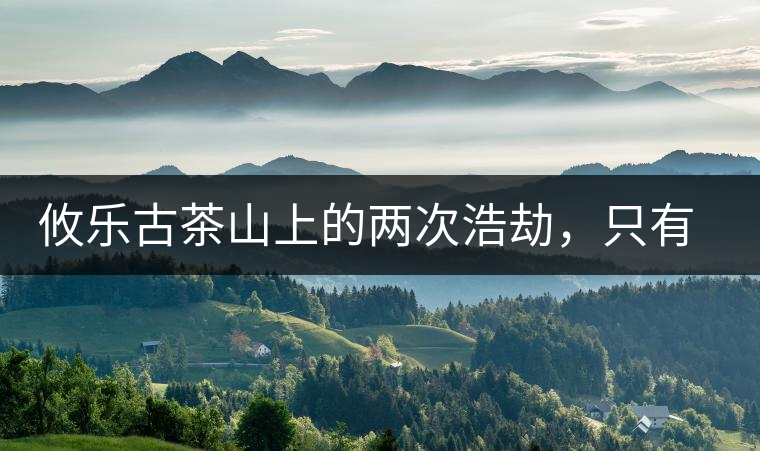 攸樂古茶山上的兩次浩劫，只有絕少部分的茶人解內(nèi)情