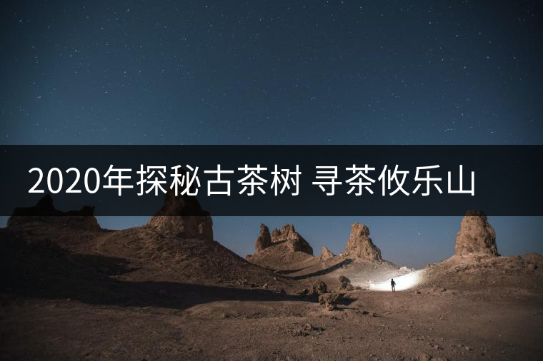 2020年探秘古茶樹(shù) 尋茶攸樂(lè)山 -易武中聘號(hào)