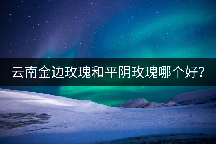 云南金邊玫瑰和平陰玫瑰哪個(gè)好？