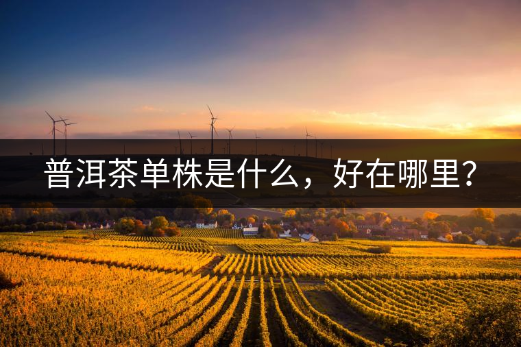 普洱茶單株是什么，好在哪里？