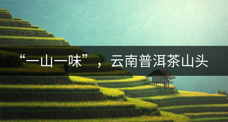 “一山一味”，云南普洱茶山頭茶的真實(shí)意義！
