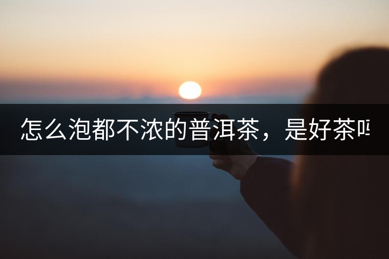 怎么泡都不濃的普洱茶，是好茶嗎？