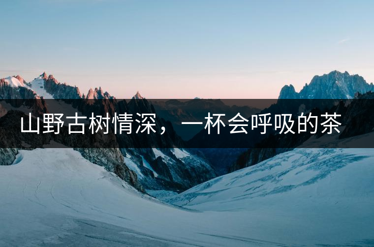 山野古樹情深，一杯會(huì)呼吸的茶滋味