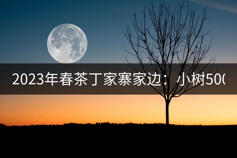 2023年春茶丁家寨家邊：小樹500元／公斤，古樹1500-1600元／公斤
