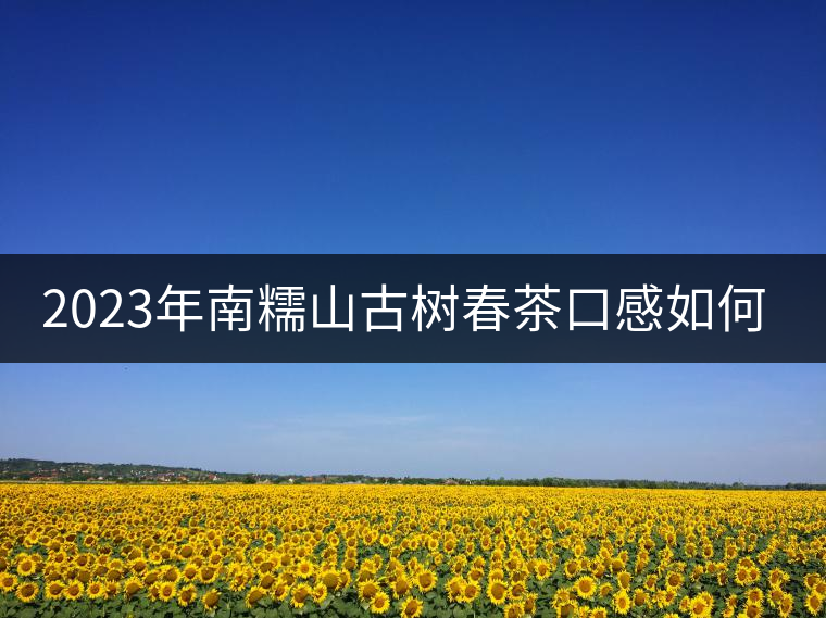 2023年南糯山古樹春茶口感如何？