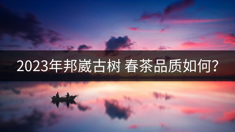 2023年邦崴古樹 春茶品質(zhì)如何？