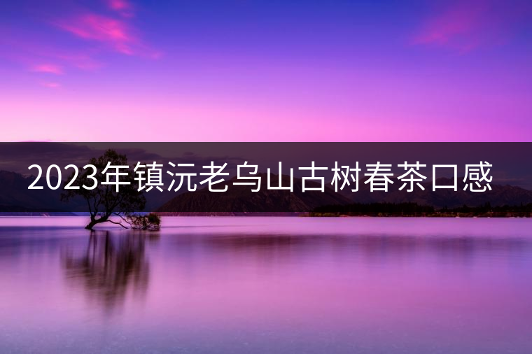 2023年鎮(zhèn)沅老烏山古樹春茶口感怎么樣？