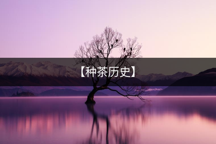 【種茶歷史】 【種茶歷史】