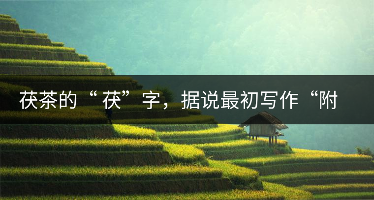 茯茶的“ 茯”字，據(jù)說最初寫作“附”，意思就是非“正”品，次等貨。茯磚茶選料多用質(zhì)地很老的茶葉，加上茶梗與枝葉拼配。陳化后，性溫，有著獨特的營養(yǎng)價值，更有助于幫助消化去膩。有些時候，茶傳播也有尷尬的時候，今天中原大地流行喝陳茶的時候，這個地方卻開始喝新茶。喝也喝出問題來，磚茶不適合品新，因為老枝葉含氟高的緣故，許多牧民甚至氟中毒，國家正在著手解決這一問題。但從根本上來說，還是需要消費者回到自己的傳統(tǒng)，把茶葉的儲藏習慣繼續(xù)保留。