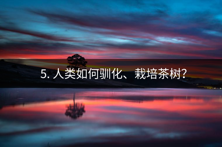 ??5. 人類如何馴化、栽培茶樹？