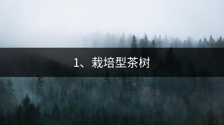1、栽培型茶樹
