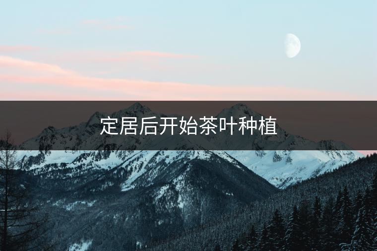 定居后開始茶葉種植 定居后開始茶葉種植