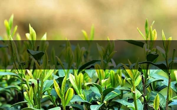 不同的身體癥狀分別該喝什么茶？