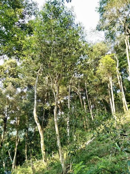 你喝不出來的“高桿古樹”或許就是一個偽概念、偽命題