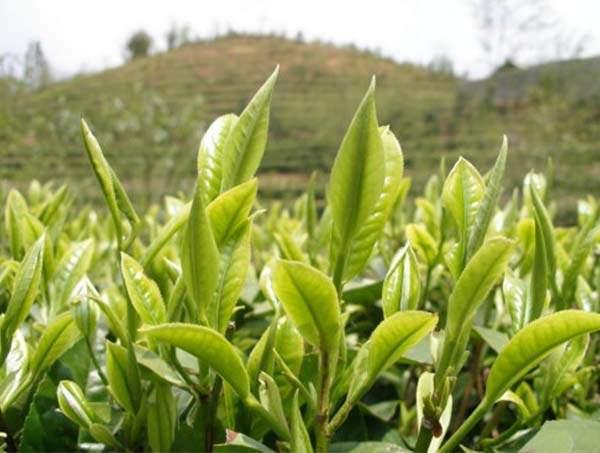 春茶到底好在哪里？