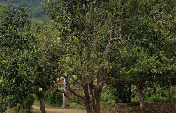 2021年冰島老寨秋茶口感特點(diǎn)？