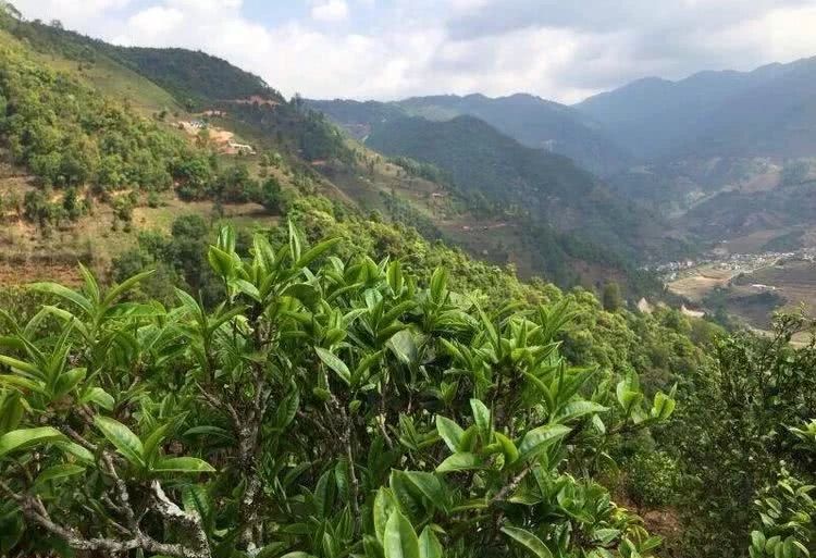 2021年冰島秋茶，你所需要知道的七個(gè)事實(shí)