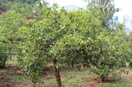 2021年冰島古樹秋茶價(jià)格，歷史價(jià)格