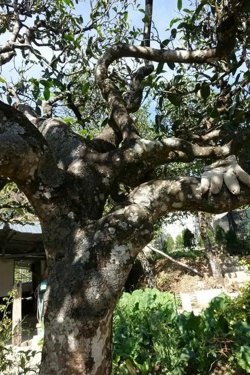 2021年冰島秋茶為何也受喜愛？