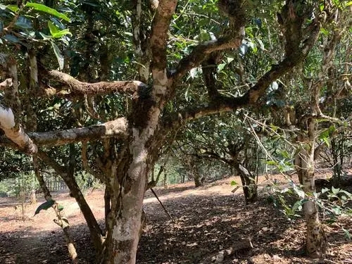 2021年磨烈古樹秋茶特點(diǎn)？