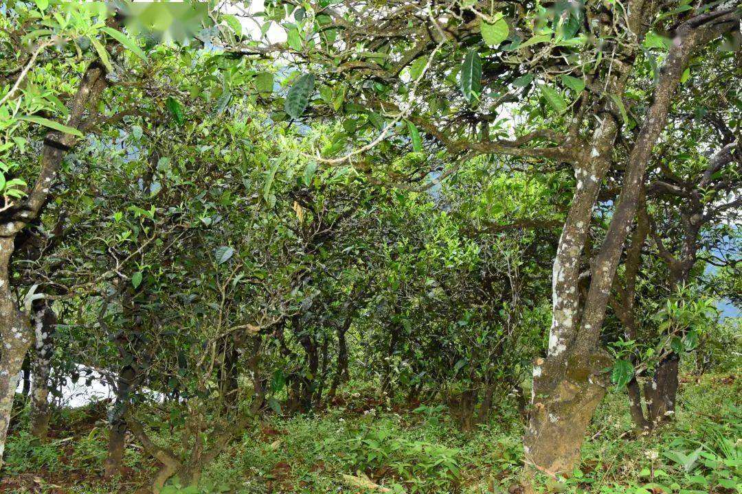 2021年磨烈古樹秋茶會(huì)是趕超冰島的存在嗎？